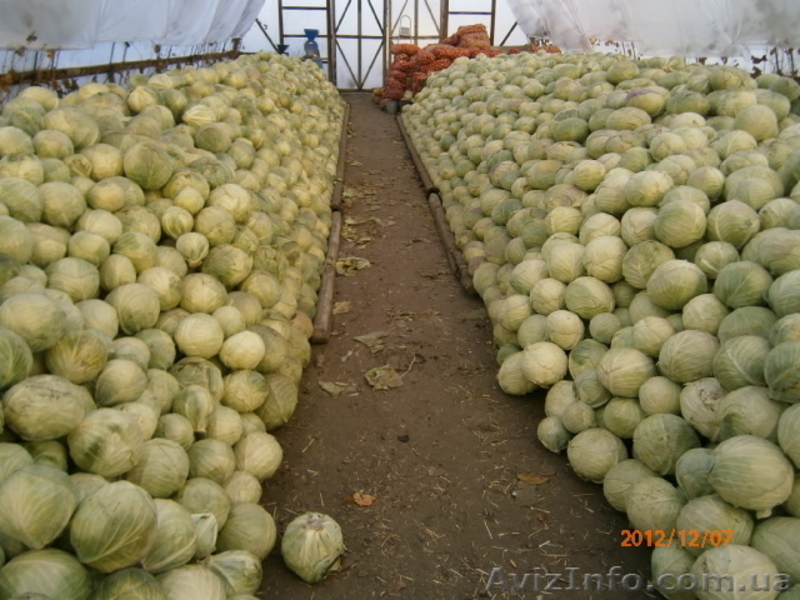 сельхозпроизводитель - <ro>Изображение</ro><ru>Изображение</ru> #3, <ru>Объявление</ru> #492642