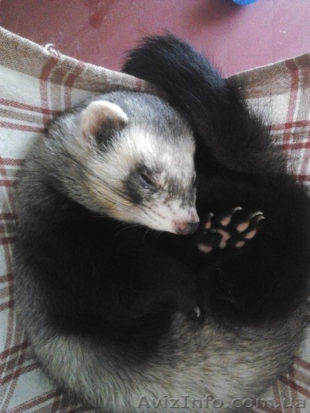 Продам хорька в Одессе - <ro>Изображение</ro><ru>Изображение</ru> #4, <ru>Объявление</ru> #803434