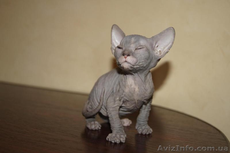 Донской сфинкс. - <ro>Изображение</ro><ru>Изображение</ru> #5, <ru>Объявление</ru> #827907