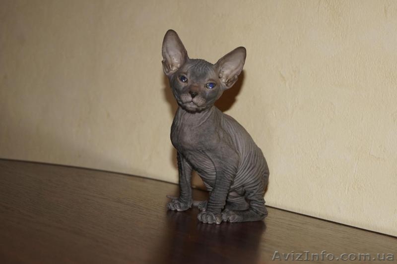 Донской сфинкс. - <ro>Изображение</ro><ru>Изображение</ru> #3, <ru>Объявление</ru> #827907