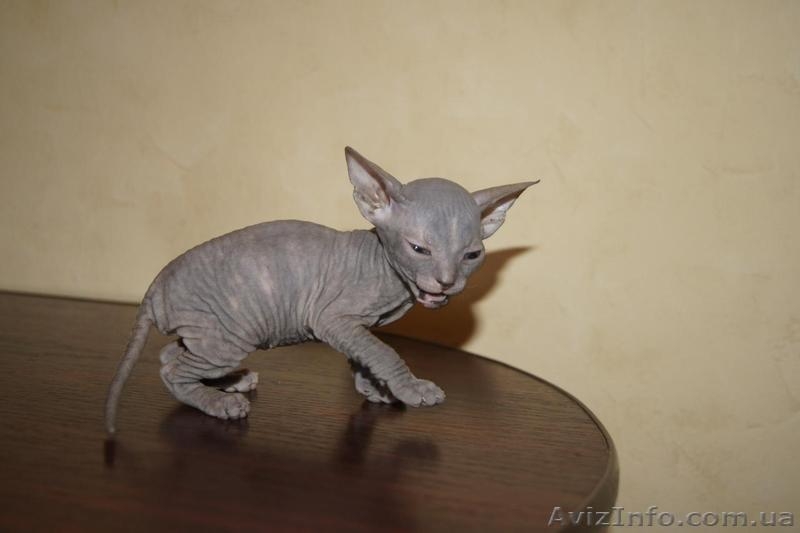 Донской сфинкс. - <ro>Изображение</ro><ru>Изображение</ru> #4, <ru>Объявление</ru> #827907