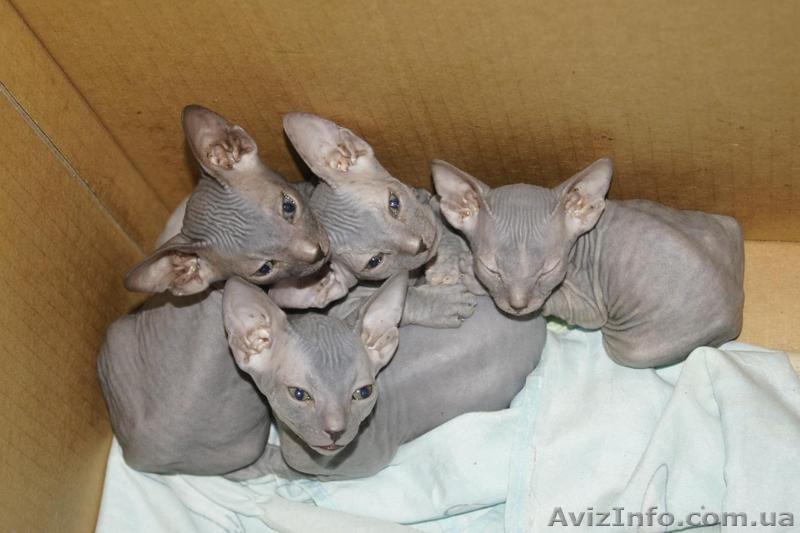 Донской сфинкс. - <ro>Изображение</ro><ru>Изображение</ru> #6, <ru>Объявление</ru> #827907