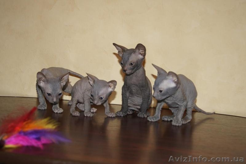 Донской сфинкс. - <ro>Изображение</ro><ru>Изображение</ru> #7, <ru>Объявление</ru> #827907