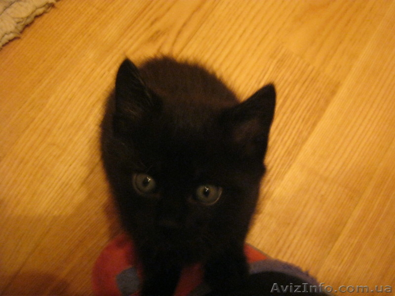 пролам по очень низкой цене (10 гр.) чудесных лечебных котят от мамы-ангорочки - <ro>Изображение</ro><ru>Изображение</ru> #4, <ru>Объявление</ru> #825613