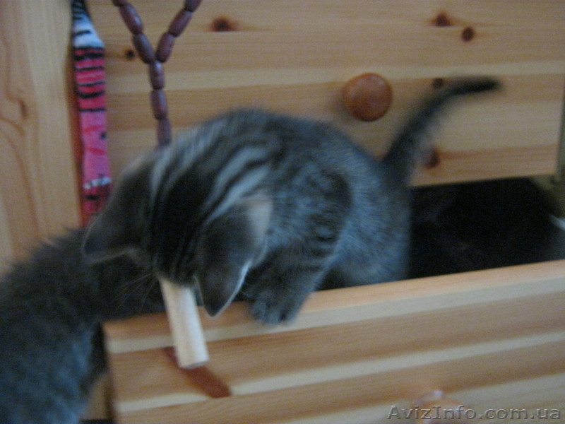 пролам по очень низкой цене (10 гр.) чудесных лечебных котят от мамы-ангорочки - <ro>Изображение</ro><ru>Изображение</ru> #3, <ru>Объявление</ru> #825613