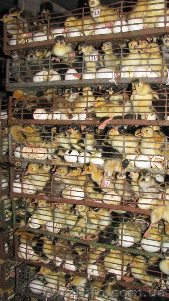 Инкубация яиц, продажа цыплят, утят,  - <ro>Изображение</ro><ru>Изображение</ru> #5, <ru>Объявление</ru> #549498