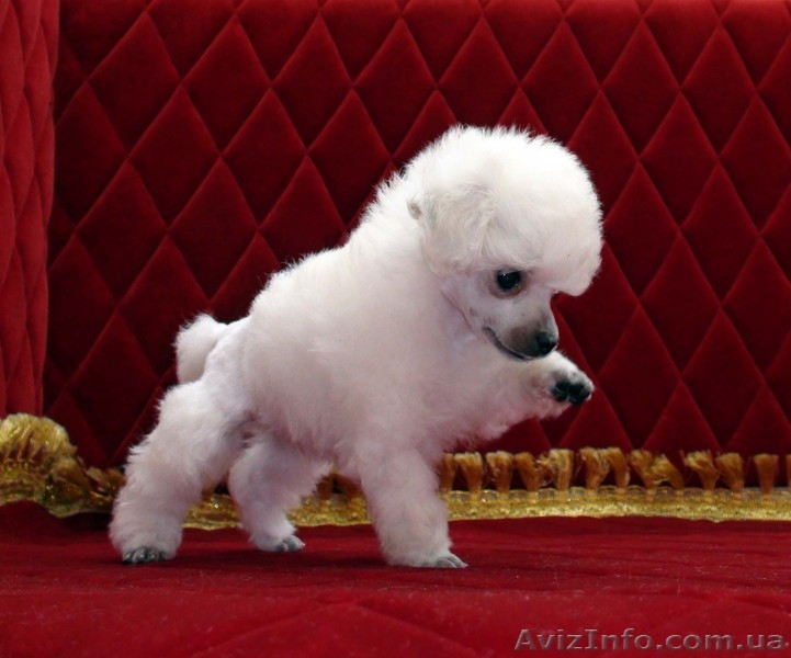 Изумительные белые той-пуделя - <ro>Изображение</ro><ru>Изображение</ru> #4, <ru>Объявление</ru> #848915