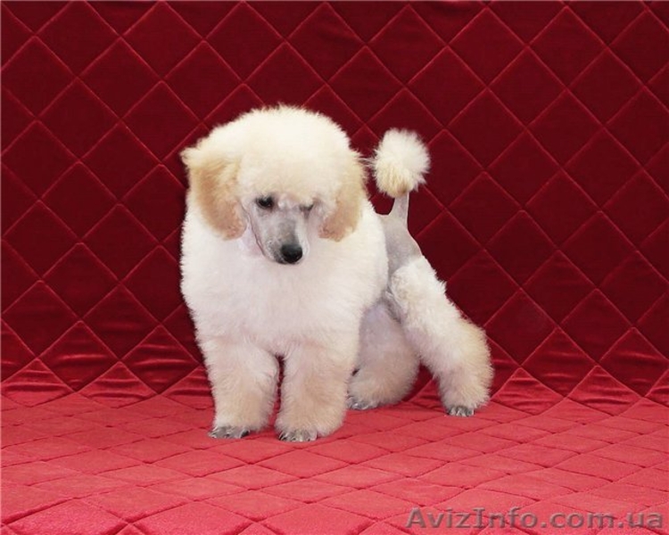 Изумительные белые той-пуделя - <ro>Изображение</ro><ru>Изображение</ru> #3, <ru>Объявление</ru> #848915