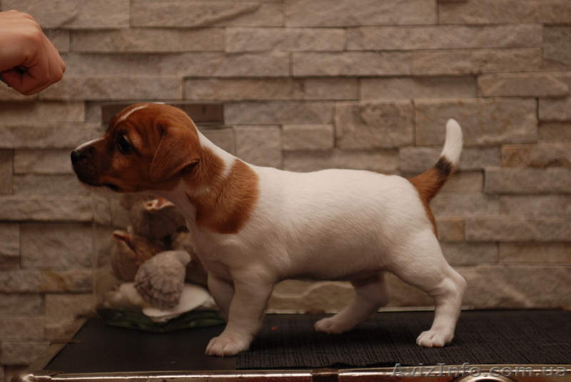 Предлагается щенок Джек Рассел Терьера КСУ- FCI - <ro>Изображение</ro><ru>Изображение</ru> #4, <ru>Объявление</ru> #837567