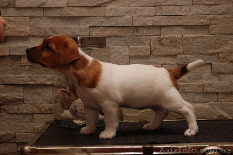 Предлагается щенок Джек Рассел Терьера КСУ- FCI - <ro>Изображение</ro><ru>Изображение</ru> #3, <ru>Объявление</ru> #837567