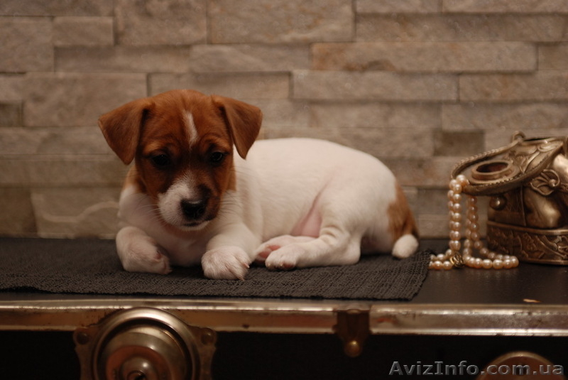 Предлагается щенок Джек Рассел Терьера КСУ- FCI - <ro>Изображение</ro><ru>Изображение</ru> #7, <ru>Объявление</ru> #837567