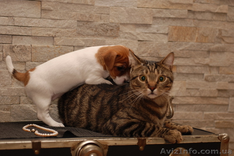 Предлагается щенок Джек Рассел Терьера КСУ- FCI - <ro>Изображение</ro><ru>Изображение</ru> #5, <ru>Объявление</ru> #837567