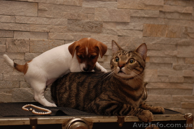 Предлагается щенок Джек Рассел Терьера КСУ- FCI - <ro>Изображение</ro><ru>Изображение</ru> #6, <ru>Объявление</ru> #837567