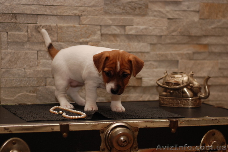 Предлагается щенок Джек Рассел Терьера КСУ- FCI - <ro>Изображение</ro><ru>Изображение</ru> #8, <ru>Объявление</ru> #837567