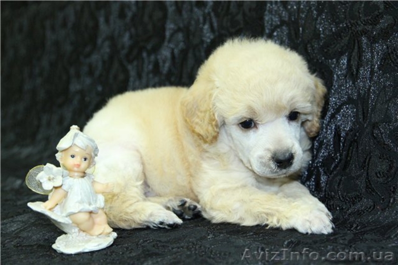 Изумительные белые той-пуделя - <ro>Изображение</ro><ru>Изображение</ru> #5, <ru>Объявление</ru> #848915