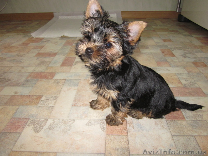 Продам щенка йоркширского терьера! - <ro>Изображение</ro><ru>Изображение</ru> #3, <ru>Объявление</ru> #847507