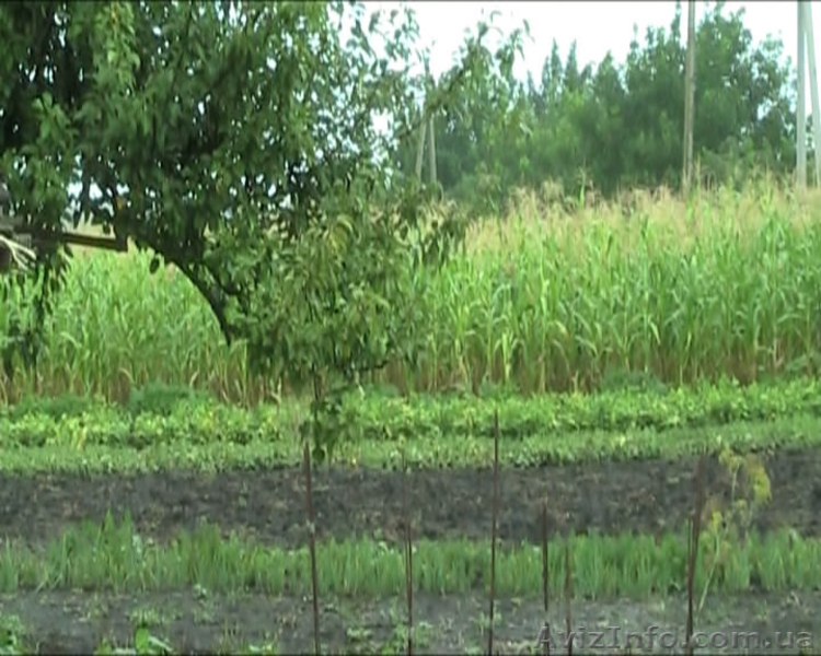 СРОЧНО! Продам участок с домом (0.5 га) в 7 км от г. Раздельная - <ro>Изображение</ro><ru>Изображение</ru> #8, <ru>Объявление</ru> #861767