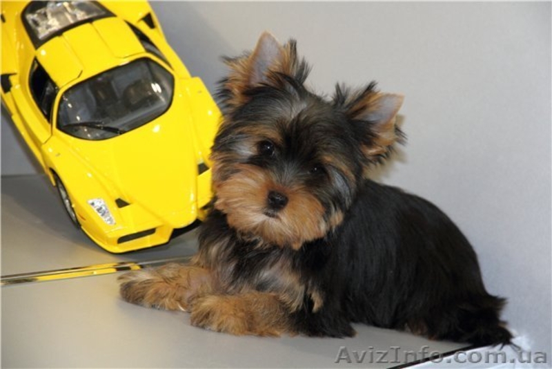 Не дорого игрушка на подушку - <ro>Изображение</ro><ru>Изображение</ru> #3, <ru>Объявление</ru> #872641