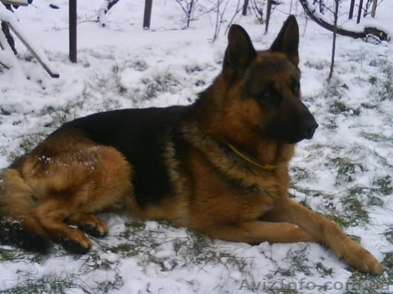 Вязка с кобелём немецкой овчарки - <ro>Изображение</ro><ru>Изображение</ru> #3, <ru>Объявление</ru> #866015