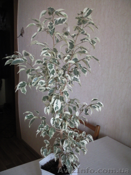 Продам пестролистный фикус бенджамина - <ro>Изображение</ro><ru>Изображение</ru> #3, <ru>Объявление</ru> #868354
