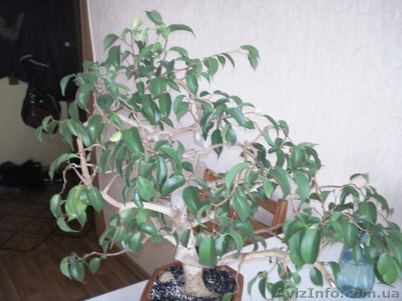 Продам мелколистный фикус бенджамина - <ro>Изображение</ro><ru>Изображение</ru> #3, <ru>Объявление</ru> #868342