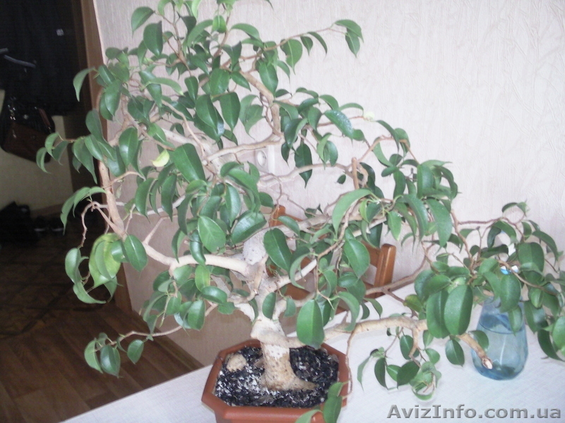 Продам мелколистный фикус бенджамина - <ro>Изображение</ro><ru>Изображение</ru> #4, <ru>Объявление</ru> #868342
