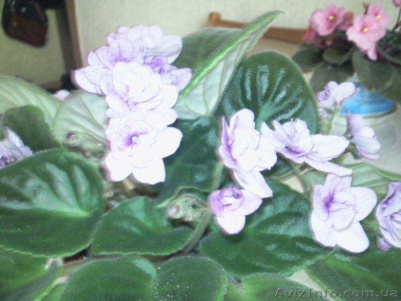 Продам комнатную домашнюю сортовую фиалку - <ro>Изображение</ro><ru>Изображение</ru> #3, <ru>Объявление</ru> #868326