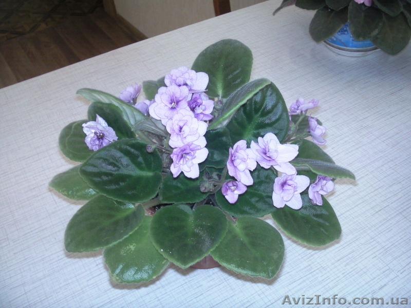 Продам комнатную домашнюю сортовую фиалку - <ro>Изображение</ro><ru>Изображение</ru> #4, <ru>Объявление</ru> #868326