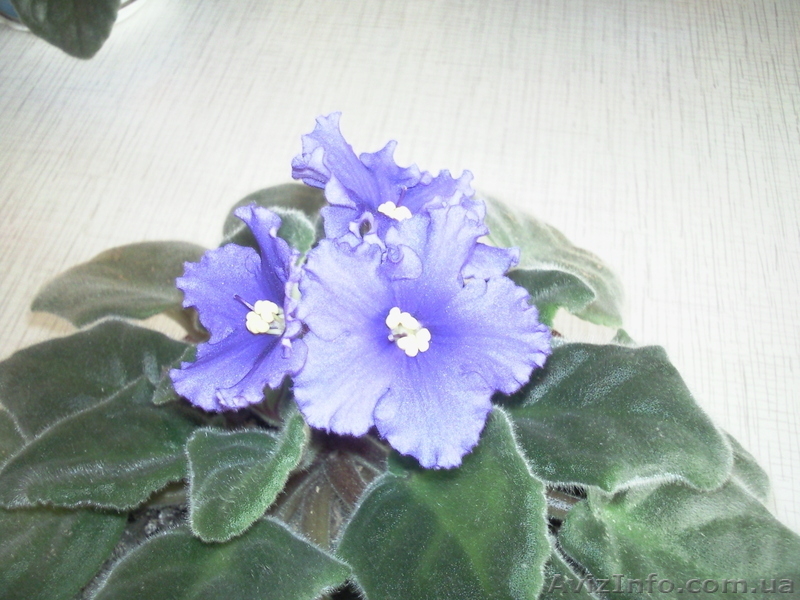Продам комнатную домашнюю сортовую фиалку - <ro>Изображение</ro><ru>Изображение</ru> #5, <ru>Объявление</ru> #868326