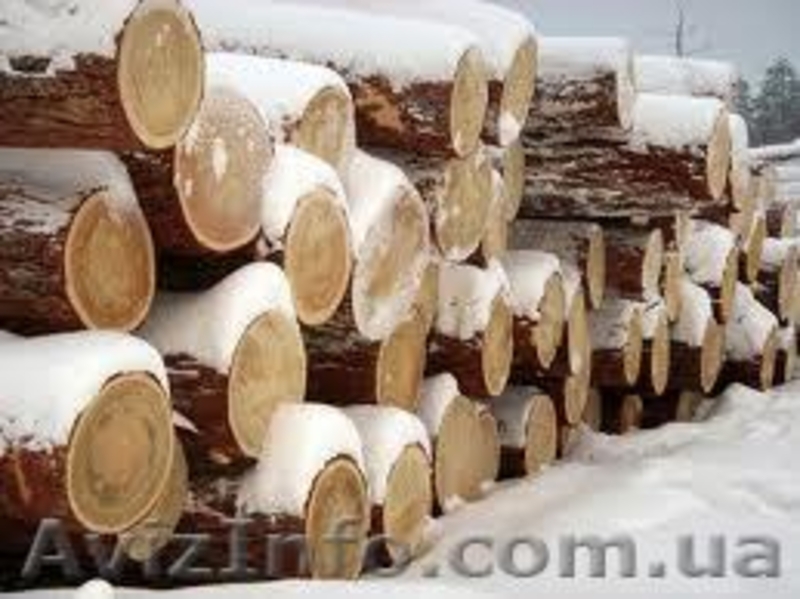 Сибирская лиственница Одесса - <ro>Изображение</ro><ru>Изображение</ru> #7, <ru>Объявление</ru> #857927