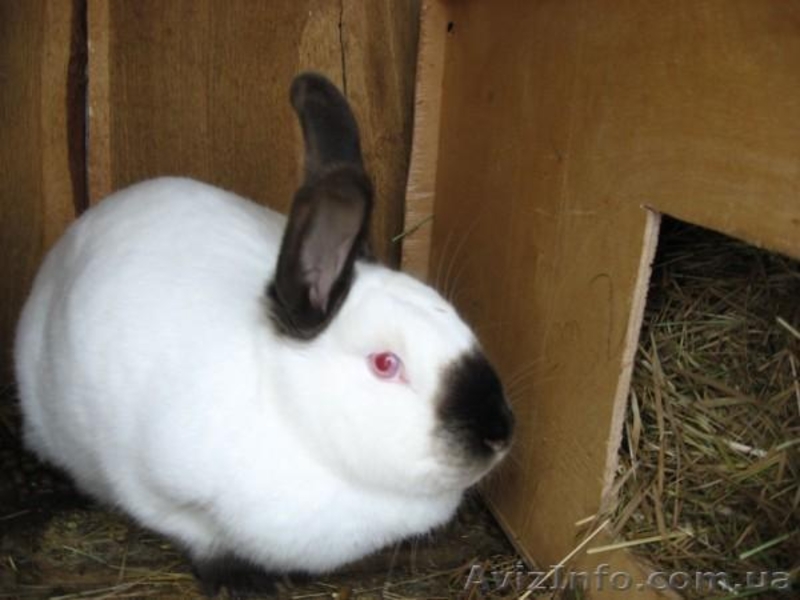 Продам кроликов! - <ro>Изображение</ro><ru>Изображение</ru> #3, <ru>Объявление</ru> #861132
