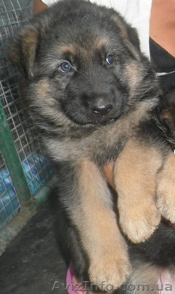 Вязка с кобелём немецкой овчарки - <ro>Изображение</ro><ru>Изображение</ru> #4, <ru>Объявление</ru> #866015