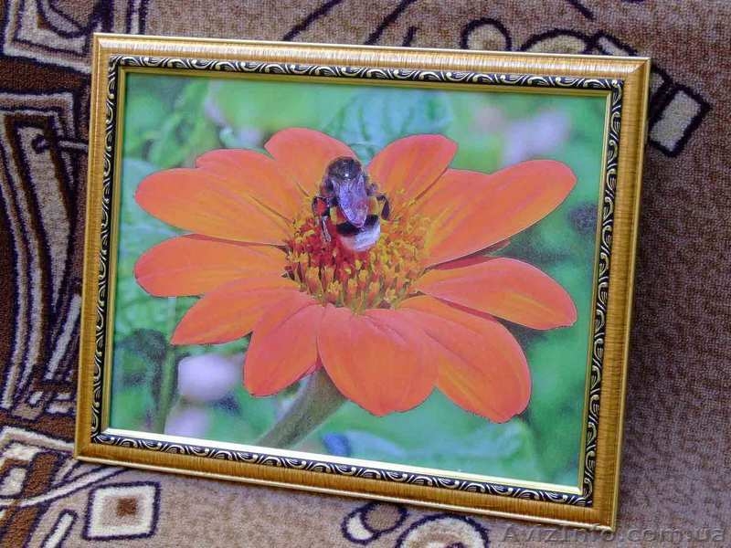 Фотокартины - <ro>Изображение</ro><ru>Изображение</ru> #3, <ru>Объявление</ru> #867757