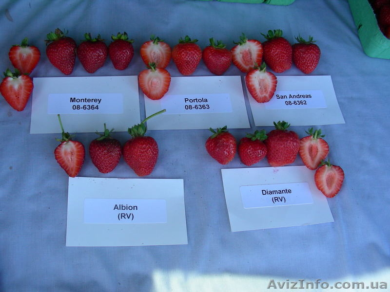 купить рассаду клубники сорта Альбион (Albion) - <ro>Изображение</ro><ru>Изображение</ru> #3, <ru>Объявление</ru> #871476