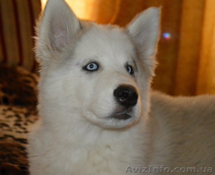 сибирский хаски мальчик  - <ro>Изображение</ro><ru>Изображение</ru> #3, <ru>Объявление</ru> #870077