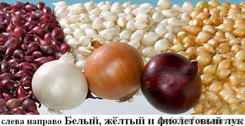 лук-севок(арпаджика) - <ro>Изображение</ro><ru>Изображение</ru> #1, <ru>Объявление</ru> #873487