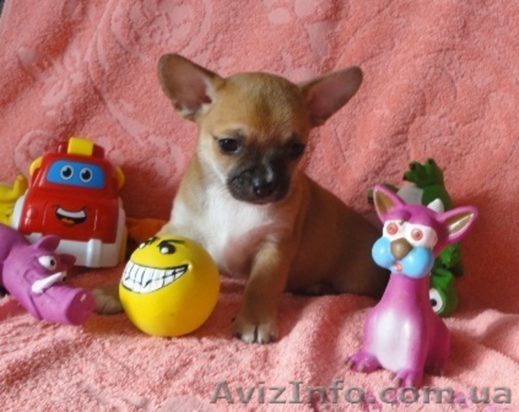 Чихуашки очаровашки отличные щенки - <ro>Изображение</ro><ru>Изображение</ru> #3, <ru>Объявление</ru> #881518