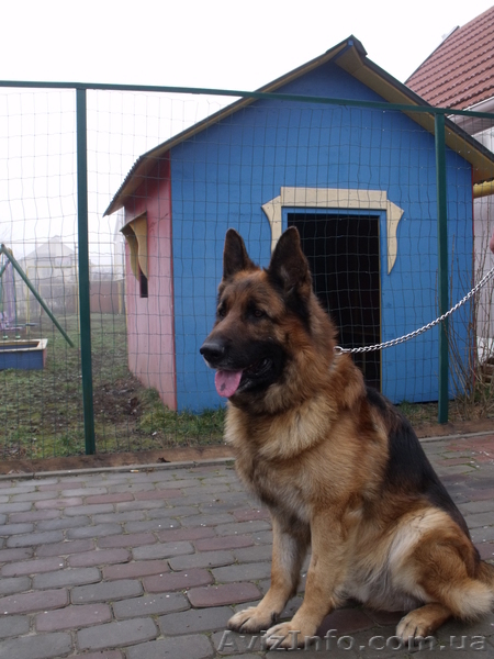 Щенки немецкой овчарки продам  - <ro>Изображение</ro><ru>Изображение</ru> #3, <ru>Объявление</ru> #883573