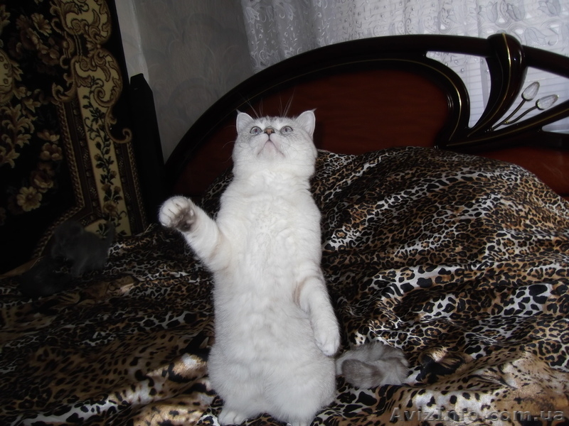 Продаются вислоушки и прямоушки - <ro>Изображение</ro><ru>Изображение</ru> #5, <ru>Объявление</ru> #885702