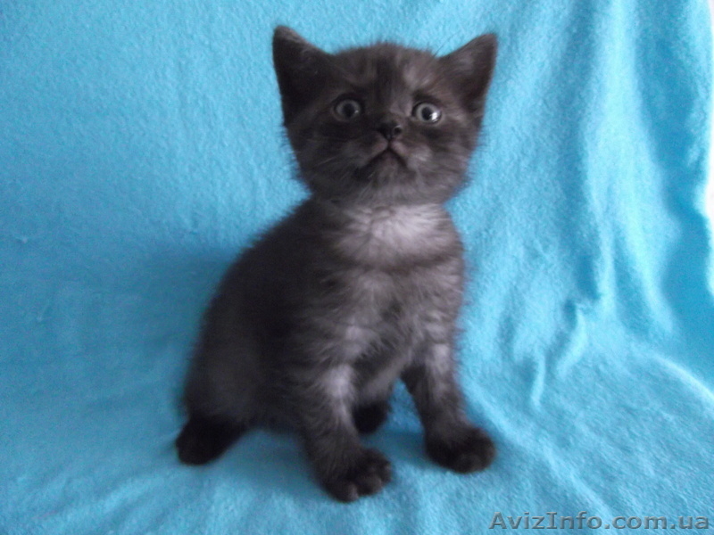 Продаются вислоушки и прямоушки - <ro>Изображение</ro><ru>Изображение</ru> #3, <ru>Объявление</ru> #885702