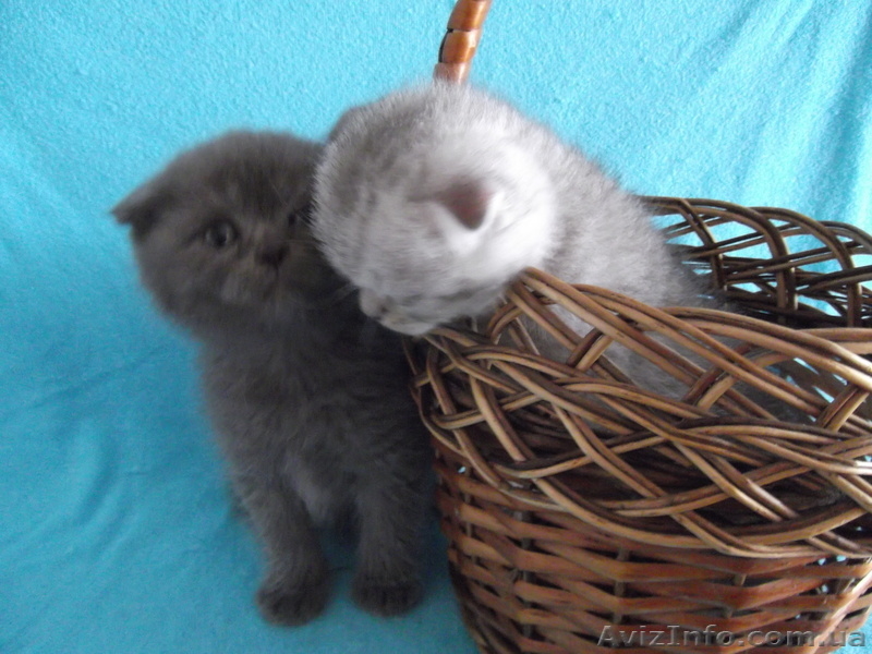 Продаются вислоушки и прямоушки - <ro>Изображение</ro><ru>Изображение</ru> #4, <ru>Объявление</ru> #885702