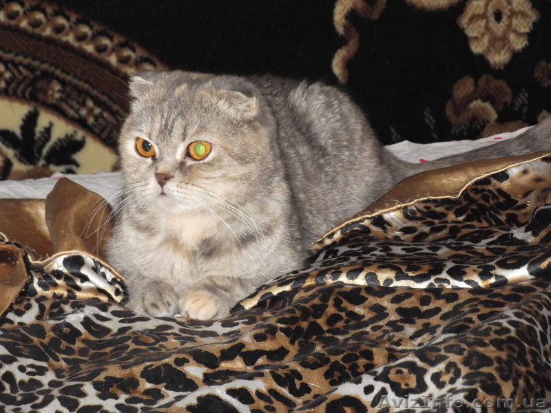 Продаются вислоушки и прямоушки - <ro>Изображение</ro><ru>Изображение</ru> #6, <ru>Объявление</ru> #885702