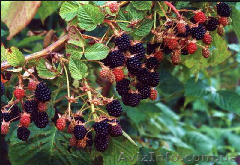 Саженцы ежевики сорт Торнфри(без шипов) американской селекции. - <ro>Изображение</ro><ru>Изображение</ru> #3, <ru>Объявление</ru> #884943