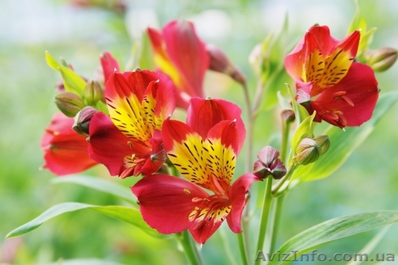 Опт альстромерии - <ro>Изображение</ro><ru>Изображение</ru> #6, <ru>Объявление</ru> #620243
