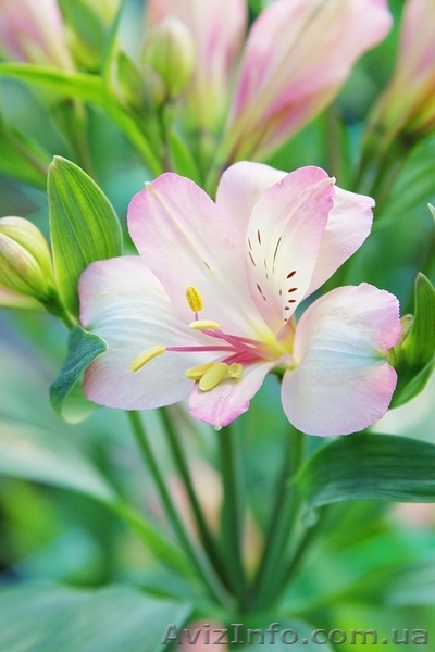 Опт альстромерии - <ro>Изображение</ro><ru>Изображение</ru> #4, <ru>Объявление</ru> #620243