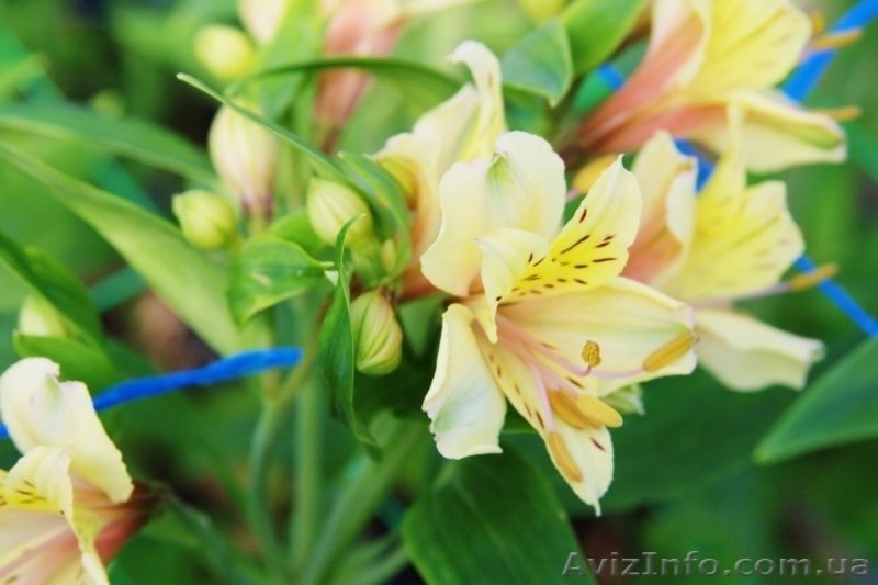 Опт альстромерии - <ro>Изображение</ro><ru>Изображение</ru> #3, <ru>Объявление</ru> #620243