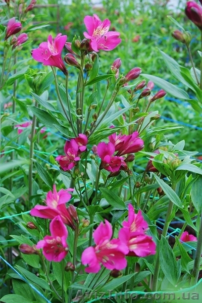 Опт альстромерии - <ro>Изображение</ro><ru>Изображение</ru> #5, <ru>Объявление</ru> #620243