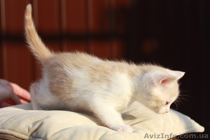 Продам недорого котят персидской кошки! - <ro>Изображение</ro><ru>Изображение</ru> #5, <ru>Объявление</ru> #893000