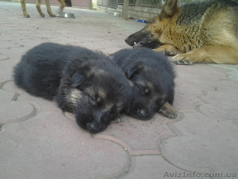 продам кобеля немецкой овчарки с документами и родословной. - <ro>Изображение</ro><ru>Изображение</ru> #3, <ru>Объявление</ru> #902624