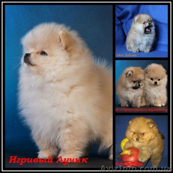 мальчик. померанского шпица. Документы КСУ,Днепропетровск - <ro>Изображение</ro><ru>Изображение</ru> #4, <ru>Объявление</ru> #544514